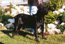 Ettre-Kartsai Cane Corso Kennel