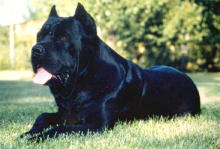 Yago resting on the backyard